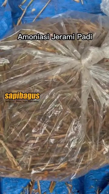 Amoniasi-Jerami-Padi